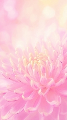 JPG 식물 편집이미지 꽃잎 꽃 분홍색 백그라운드 자연 추상 조명 국화 평화 부드러움 화사함 만개 뷰티풀 디테일 이미지편집 AI컴퓨터그래픽 AI콘텐츠 컬러 컨셉 무늬 감각 생태계 파일형식