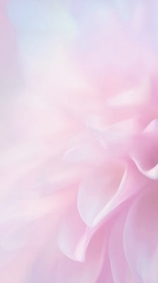 JPG 식물 편집이미지 꽃잎 꽃 분홍색 백그라운드 겨울 자연 빛 촬영 부드러움 조화 흐림 뷰티풀 이미지편집 AI컴퓨터그래픽 AI콘텐츠 계절 컬러 날씨 감각 생태계 파일형식