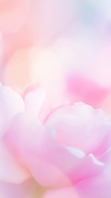 JPG 식물 편집이미지 시선 꽃잎 꽃 분홍색 컬러 자연 장미 봄 흰색 감각 향기 부드러움 뷰티풀 이미지편집 AI컴퓨터그래픽 AI콘텐츠 계절 생태계 냄새 파일형식