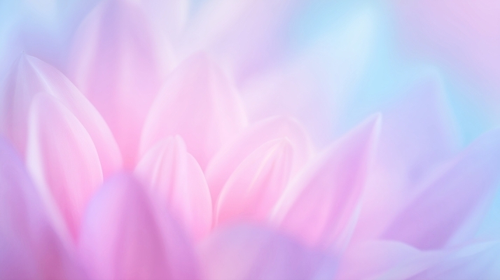 JPG 식물 편집이미지 꽃잎 꽃 분홍색 자연 연꽃 풍경 여름 파란색 평화 정원 부드러움 조화 뷰티풀 색감 이미지편집 AI컴퓨터그래픽 AI콘텐츠 계절 컬러 컨셉 감각 생태계 파일형식