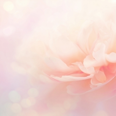 JPG 편집이미지 꽃잎 꽃 분홍색 백그라운드 자연 생명 봄 우아함 편안함 조화 뷰티풀 이미지편집 AI컴퓨터그래픽 AI콘텐츠 식물 계절 컬러 컨셉 감각 생태계 파일형식