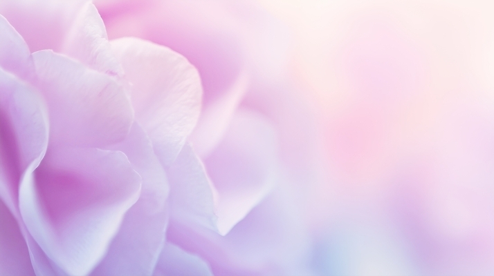 JPG 편집이미지 꽃잎 꽃 분홍색 꽃다발 백그라운드 자연 여름 장미 정원 우아함 향기 부드러움 뷰티풀 색감 이미지편집 AI컴퓨터그래픽 AI콘텐츠 식물 계절 컬러 컨셉 감각 생태계 냄새 파일형식