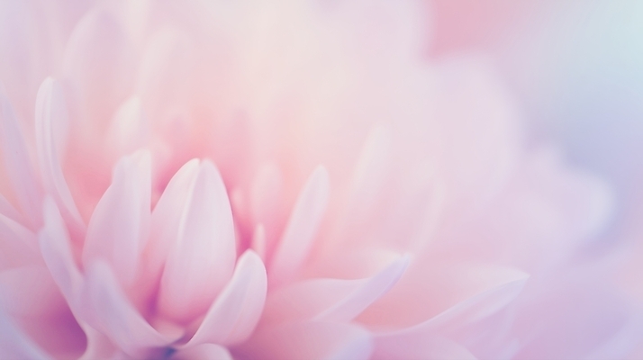 JPG 식물 편집이미지 계절 꽃잎 꽃 분홍색 자연 생명 근접촬영 봄 우아함 뷰티풀 색감 이미지편집 AI컴퓨터그래픽 AI콘텐츠 뷰포인트 컬러 컨셉 생태계 파일형식