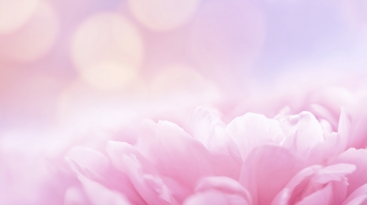 JPG 편집이미지 꽃잎 꽃 분홍색 백그라운드 자연 생명 원근감 부드러움 화사함 감성 뷰티풀 이미지편집 AI컴퓨터그래픽 AI콘텐츠 식물 뷰포인트 컬러 컨셉 감각 생태계 파일형식