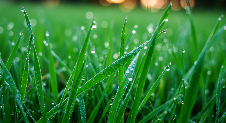 JPG 식물 편집이미지 자연 아침 풍경 잔디 초원 초록색 햇빛 촉촉함 성장 이슬 땅 생태계 조화 편집실사 AI포토 AI콘텐츠 주간 컬러 태양 젖음 CG 파일형식