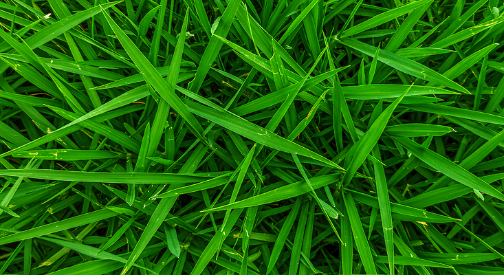 JPG 식물 편집이미지 여유 자연 잔디 초록색 햇빛 평화 환경 공간 분위기 눈길 뷰티풀 편집실사 AI포토 AI콘텐츠 감정 길 컬러 컨셉 눈_날씨 태양 CG 생태계 파일형식