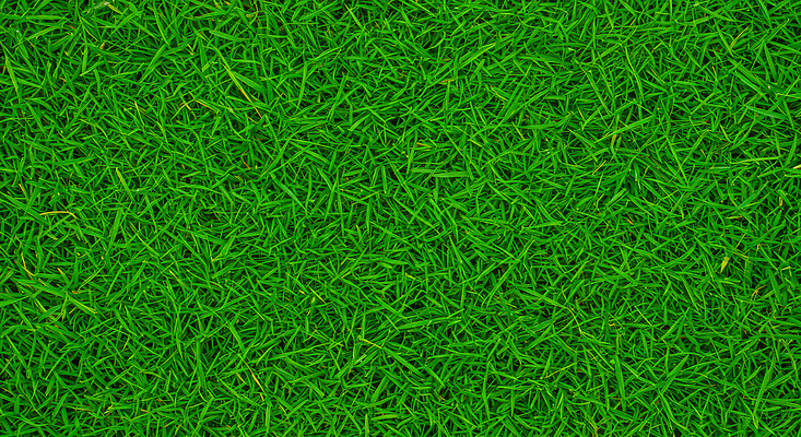 JPG 식물 편집이미지 여유 자연 풍경 잔디 파란색 햇빛 평화 환경 깨끗함 공간 오후 자연적 편집실사 AI포토 AI콘텐츠 감정 컬러 컨셉 태양 CG 생태계 파일형식