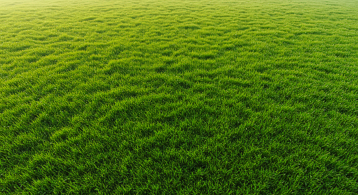 JPG 식물 편집이미지 여유 자연 아침 풍경 잔디 초원 초록색 햇빛 환경 에너지 성장 조화 뷰티풀 풍요 편집실사 AI포토 AI콘텐츠 주간 감정 컬러 컨셉 태양 CG 생태계 파일형식