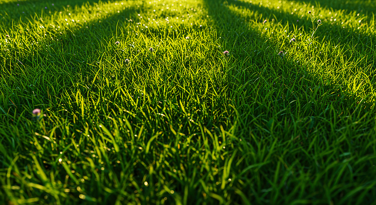 JPG 편집이미지 자연 한국 그림자 잔디 초록색 여름 파란색 햇빛 평화 촉촉함 신선 오후 편집실사 AI포토 AI콘텐츠 식물 계절 아시아 컬러 컨셉 태양 젖음 CG 생태계 파일형식