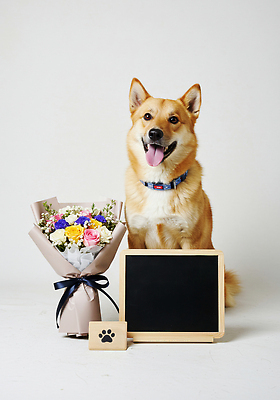 JPG 편집이미지 행복 화분 꽃다발 자연 사랑 미소 웃음 생활 반려동물 인테리어 촬영 공간 기쁨 강아지 편안함 편집실사 AI포토 AI콘텐츠 동물 디자인 꽃 감정 표정 감각 개 CG 생태계 파일형식