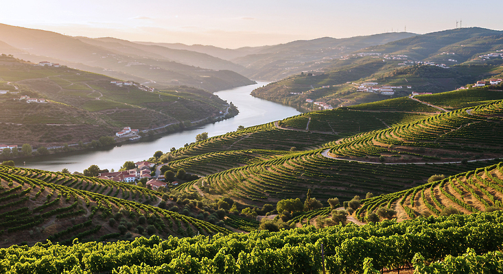 JPG 편집이미지 여행 농업 자연 포도 휴식 풍경 강 햇빛 수확 농촌 저녁 언덕 포도밭 전경 편집실사 AI포토 AI콘텐츠 산업 컨셉 밭 과일 태양 시골 야간 CG 생태계 파일형식 탑뷰
