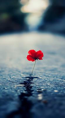 JPG 식물 편집이미지 꽃 도로 자연 생명 환경 힘 성장 생태계 조화 뷰티풀 회복 편집실사 AI포토 AI콘텐츠 길 컨셉 교통시설 CG 파일형식