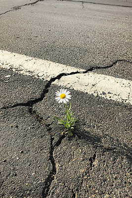 JPG 편집이미지 꽃 도로 한송이 자연 환경 회색 도시 균열 생태계 데이지 뷰티풀 편집실사 AI포토 AI콘텐츠 식물 1 길 컬러 교통시설 모션 CG 송이 파일형식