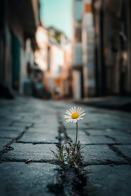 JPG 편집이미지 꽃 자연 생명 햇빛 평화 환경 성장 도시 균열 고독 골목길 데이지 조용 뷰티풀 주목 편집실사 AI포토 AI콘텐츠 식물 감정 길 컨셉 모션 태양 CG 생태계 파일형식