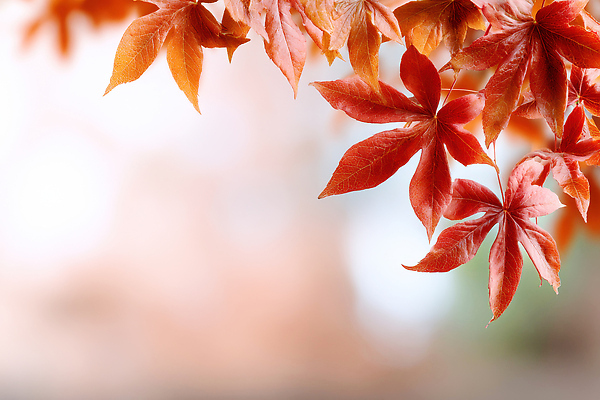 JPG 나무 편집이미지 계절 컬러 단풍 잎 자연 나뭇잎 풍경 빨간색 햇빛 촬영 가을 뷰티풀 편집실사 AI포토 AI콘텐츠 식물 태양 CG 생태계 파일형식