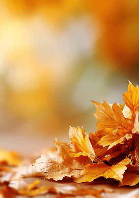 JPG 편집이미지 계절 백그라운드 단풍 낙엽 자연 생명 풍경 소리 고요 금색 가을 조화 뷰티풀 색감 피톤치드 편집실사 AI포토 AI콘텐츠 컬러 잎 CG 생태계 파일형식