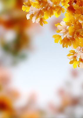 JPG 나무 편집이미지 컬러 단풍 낙엽 자연 하늘 바람 풍경 가을풍경 가을 나뭇가지 이삭 오후 편집실사 AI포토 AI콘텐츠 자연요소 식물 계절 잎 날씨 CG 생태계 파일형식 가을_계절