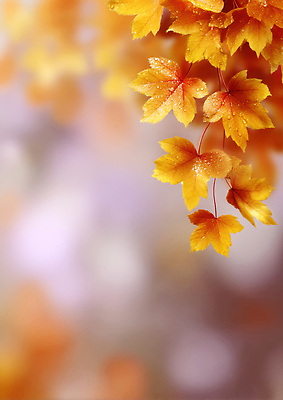 JPG 나무 편집이미지 계절 컬러 백그라운드 단풍 잎 자연 가지 나뭇잎 풍경 햇빛 가을 변화 뷰티풀 편집실사 AI포토 AI콘텐츠 식물 컨셉 채소 태양 CG 생태계 파일형식