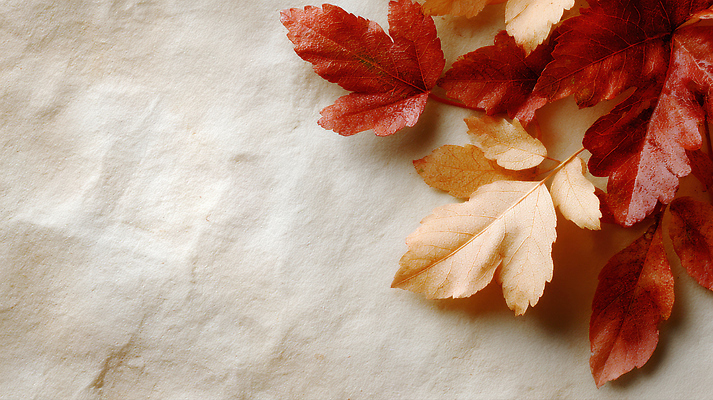 JPG 식물 편집이미지 백그라운드 단풍 잎 자연 탁자 풍경 빨간색 갈색 노란색 감상 가을 조화 뷰티풀 색감 편집실사 AI포토 AI콘텐츠 계절 컬러 가구 CG 생태계 파일형식