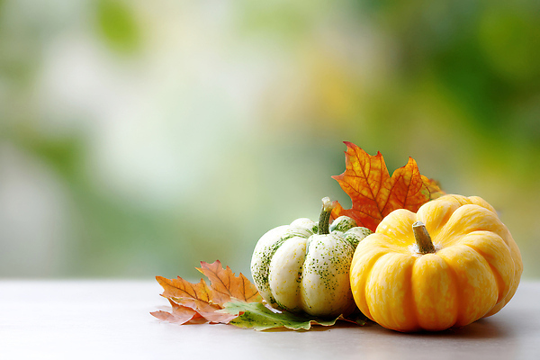 JPG 식물 편집이미지 백그라운드 낙엽 자연 호박 풍경 초록색 주황색 수확 가을 배열 감성 조화 뷰티풀 색감 편집실사 AI포토 AI콘텐츠 계절 컬러 컨셉 잎 농업 채소 CG 생태계 파일형식