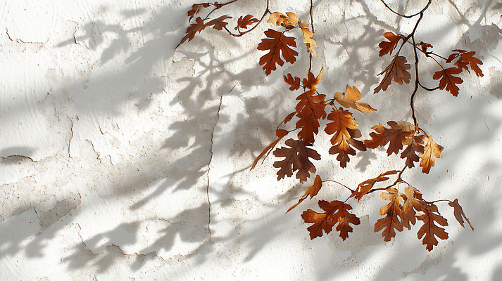 JPG 식물 편집이미지 벽 자연 나뭇잎 따뜻함 그림자 풍경 고요 가을 질감 조화 마른잎 색감 편집실사 AI포토 AI콘텐츠 계절 잎 CG 생태계 파일형식