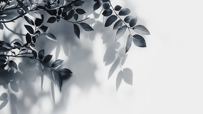 JPG 모양 식물 편집이미지 디자인 잎 자연 그림자 빛 인테리어 흰배경 질감 조화 그림자놀이 디지털아트 편집실사 AI포토 AI콘텐츠 백그라운드 놀이 흰색 CG 생태계 파일형식