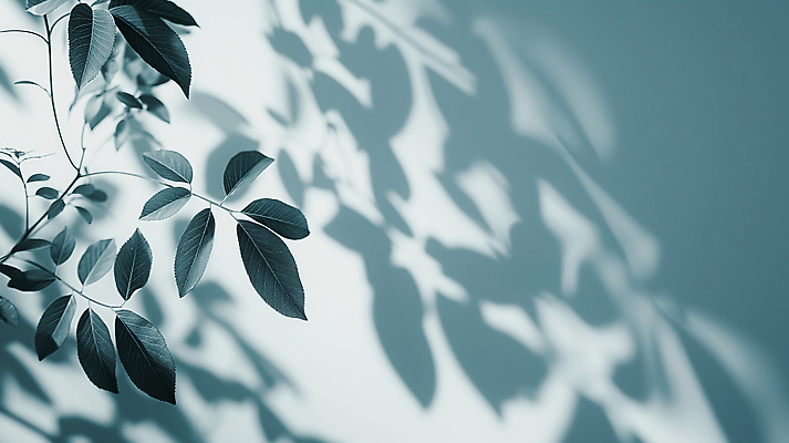 JPG 식물 편집이미지 벽 잎 자연 그림자 초록색 햇빛 공간 분위기 우아함 편안함 윤곽 이미지 부드러움 편집실사 AI포토 AI콘텐츠 컬러 컨셉 태양 감각 CG 생태계 파일형식