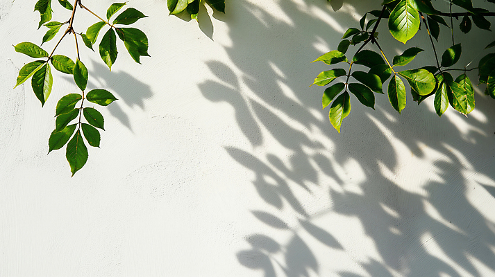 JPG 식물 편집이미지 벽 컬러 백그라운드 자연 나뭇잎 그림자 초록색 여름 빛 햇빛 순수 조화 뷰티풀 미니멀 편집실사 AI포토 AI콘텐츠 계절 컨셉 잎 태양 CG 생태계 파일형식