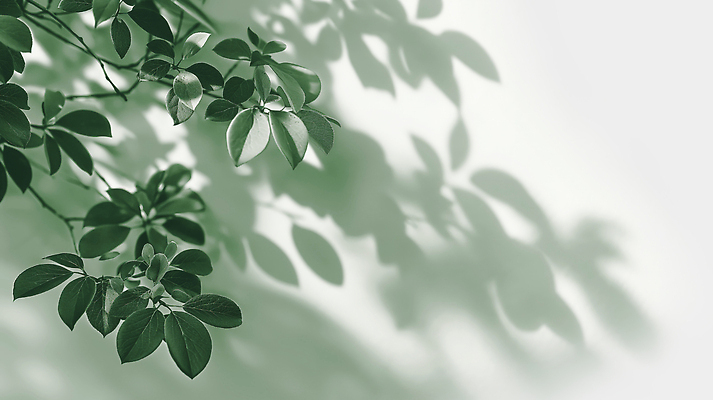 JPG 식물 편집이미지 여유 백그라운드 잎 자연 생명 그림자 초록색 여름 햇빛 평화 창가 친환경 부드러움 조화 편집실사 AI포토 AI콘텐츠 계절 감정 컬러 컨셉 창문 태양 환경 감각 CG 생태계 파일형식