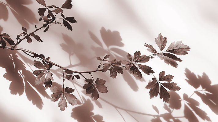JPG 모양 식물 편집이미지 실루엣 백그라운드 잎 자연 생명 그림자 햇빛 공간 나뭇가지 시간 조용 뷰티풀 편집실사 AI포토 AI콘텐츠 나무 촬영기법 태양 CG 생태계 파일형식