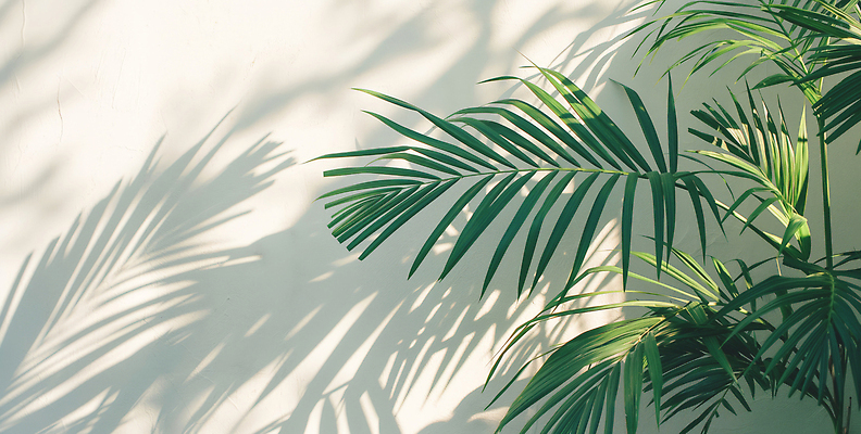 JPG 식물 편집이미지 그릇 벽 자연 휴식 실내 그림자 장식 초록색 빛 햇빛 공간 식물원 뷰티풀 편집실사 AI포토 AI콘텐츠 식기 컬러 컨셉 내부 태양 CG 생태계 파일형식