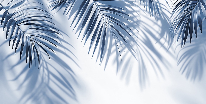 JPG 식물 편집이미지 백그라운드 잎 패턴 자연 조명 그림자 여름 야자수 햇빛 고요 신선 Tranquility 편집실사 AI포토 AI콘텐츠 나무 계절 무늬 태양 CG 생태계 파일형식