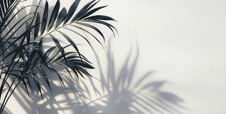 JPG 식물 편집이미지 디자인 벽 잎 패턴 자연 아침 실내 그림자 일상 장식 햇빛 분위기 뷰티풀 편집실사 AI포토 AI콘텐츠 주간 컨셉 무늬 내부 라이프 태양 CG 생태계 파일형식