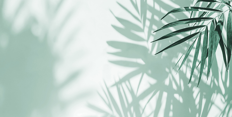 JPG 식물 편집이미지 디자인 여유 컬러 백그라운드 잎 자연 실내 그림자 빛 공간 분위기 식물원 부드러움 뷰티풀 편집실사 AI포토 AI콘텐츠 감정 컨셉 내부 감각 CG 생태계 파일형식