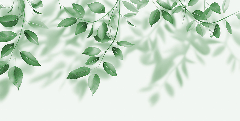 JPG 식물 편집이미지 디자인 백그라운드 잎 자연 생명 그림자 초록색 여름 빛 평화 신선 질감 조화 미니멀 편집실사 AI포토 AI콘텐츠 계절 컬러 컨셉 CG 생태계 파일형식
