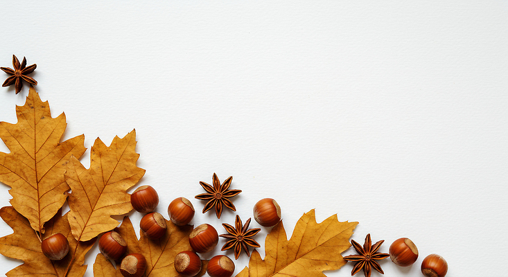 JPG 편집이미지 디자인 꽃 예술 자연 나뭇잎 잔디 장식 노란색 가을 향신료 주기 조화 색감 편집실사 AI포토 AI콘텐츠 식물 계절 컬러 잎 모션 CG 생태계 향미료 파일형식