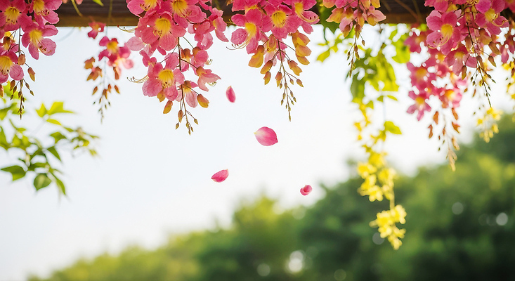 JPG 나무 식물 편집이미지 계절 꽃잎 꽃 화초 자연 풍경 일상 초록색 햇빛 평화 떨어짐 조화 뷰티풀 편집실사 AI포토 AI콘텐츠 컬러 컨셉 라이프 태양 CG 생태계 파일형식