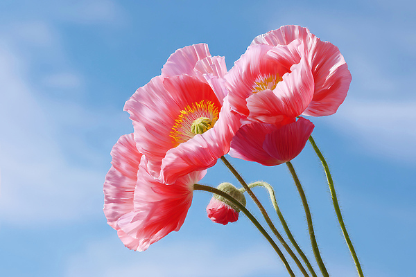 JPG 식물 편집이미지 꽃 감정 화초 분홍색 자연 필드 하늘 생명 날씨 햇빛 생태계 양귀비 뷰티풀 편집실사 AI포토 AI콘텐츠 컬러 태양 CG 파일형식