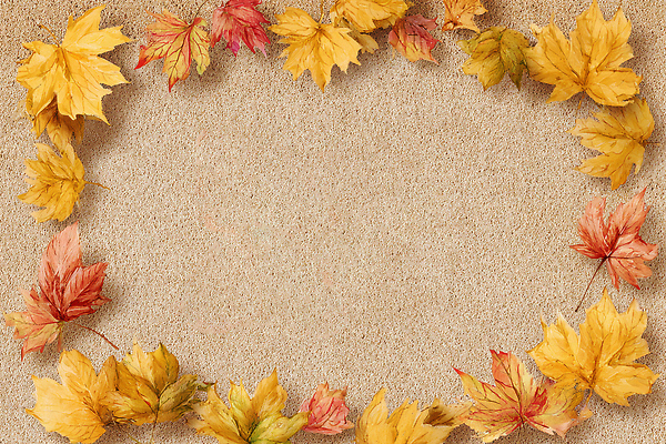 JPG 식물 편집이미지 계절 백그라운드 단풍 잎 자연 풍경 장식 빨간색 노란색 환경 주황색 가을 뷰티풀 이미지편집 AI포토 AI콘텐츠 컬러 생태계 파일형식