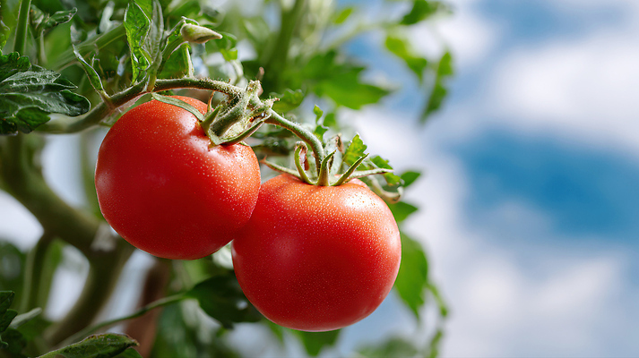 JPG 식물 편집이미지 잎 토마토 채소 자연 건강 빨간색 여름 농작물 햇빛 정원 농사 신선 편집실사 AI포토 AI콘텐츠 계절 컬러 농업 태양 CG 생태계 파일형식