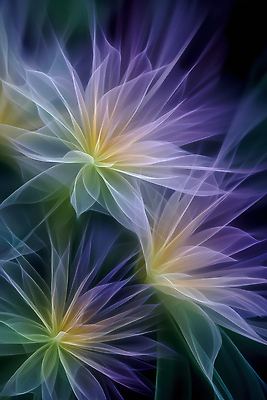 JPG 모양 편집이미지 디자인 계절 꽃 예술 컬러 백그라운드 패턴 자연 신비 감성 조화 뷰티풀 이미지편집 AI컴퓨터그래픽 AI콘텐츠 식물 컨셉 무늬 생태계 파일형식