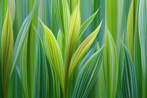 JPG 식물 편집이미지 컬러 잎 자연 생명 초록색 햇빛 평화 신선 숲 조화 뷰티풀 이미지편집 AI컴퓨터그래픽 AI콘텐츠 컨셉 태양 생태계 파일형식