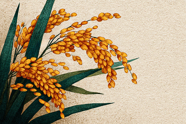 JPG 식물 편집이미지 디자인 컬러 백그라운드 잎 농업 자연 미술 노란색 벼 이삭 조화 풍요 이미지편집 AI컴퓨터그래픽 AI콘텐츠 산업 컨셉 문화예술 곡류 생태계 파일형식