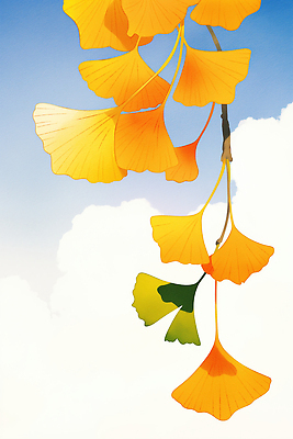 JPG 식물 구름 계절 줄기 컬러 일러스트 자연 생명 가지 바람 풍경 빛 환경 우아함 은행나무 뷰티풀 국내일러스트 AI일러스트 AI콘텐츠 자연요소 나무 컨셉 채소 날씨 생태계 파일형식