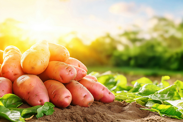 JPG 식물 편집이미지 잎 농업 채소 자연 생명 풍경 파란색 농작물 햇빛 흙 수확 고구마 지역 편집실사 AI포토 AI콘텐츠 산업 컬러 뿌리채소 태양 CG 생태계 파일형식