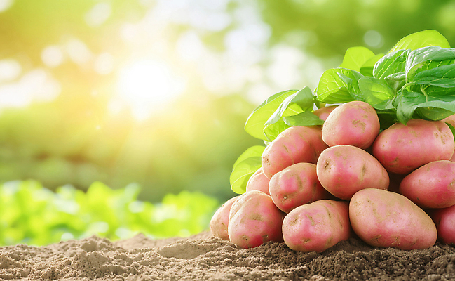 JPG 편집이미지 농업 채소 자연 감자 풍경 여름 파란색 농작물 햇빛 농장 환경 흙 수확 성장 신선 편집실사 AI포토 AI콘텐츠 계절 산업 컬러 태양 CG 생태계 파일형식