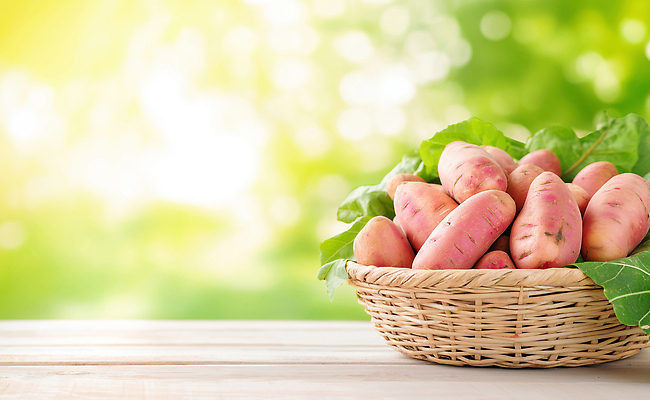 JPG 식물 편집이미지 채소 자연 건강 여름 농작물 햇빛 바구니 수확 신선 유기농 고구마 편집실사 AI포토 AI콘텐츠 웰빙 계절 농업 뿌리채소 태양 CG 생태계 파일형식