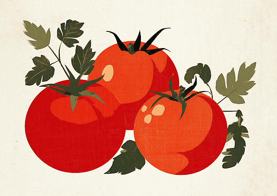 JPG 식물 디자인 예술 컬러 토마토 채소 과일 일러스트 자연 나뭇잎 건강 빨간색 여름 농작물 수확 신선 인쇄 묘사 색감 정물화 국내일러스트 AI일러스트 AI콘텐츠 계절 잎 농업 그림 생태계 파일형식