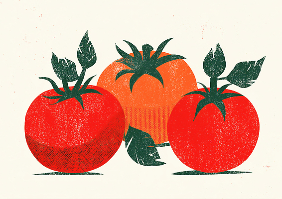 JPG 식물 컬러 농업 토마토 채소 과일 일러스트 자연 건강 여름 정원 농사 신선 맛 유기농 원예 국내일러스트 AI일러스트 AI콘텐츠 영양군 웰빙 계절 산업 컨셉 취미 경상북도 생태계 파일형식