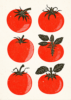 JPG 식물 디자인 예술 컬러 농업 토마토 채소 일러스트 자연 생명 건강 그래픽 빨간색 농작물 수확 신선 유기농 국내일러스트 AI일러스트 AI콘텐츠 웰빙 산업 생태계 파일형식